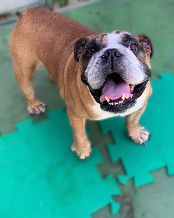 Cachorro feliz na PetLovers